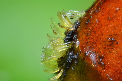 Hesperomyces harmoniae