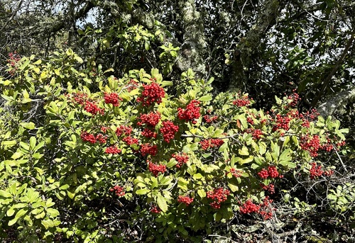 Toyon