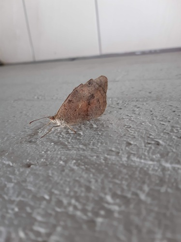 Common Brown