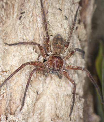 Jungle Huntsman Spider