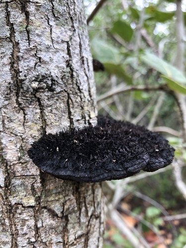 Hairy Hexagonia