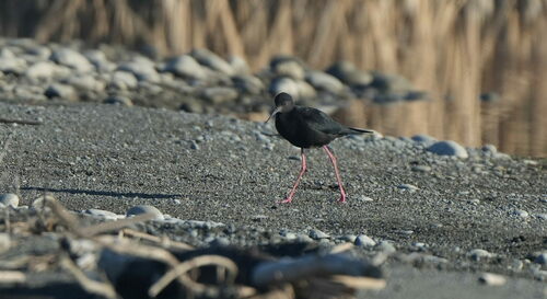 Black Stilt