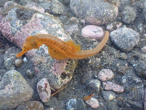 Bigbelly Seahorse