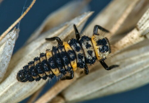 Variegated Lady Beetle