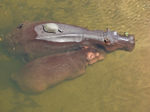 Common Hippopotamus