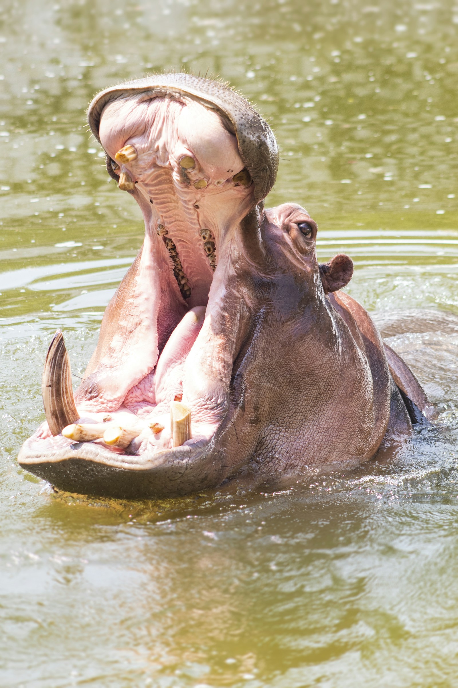 Common Hippopotamus