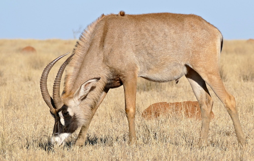 Roan Antelope