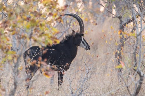 Sable Antelope