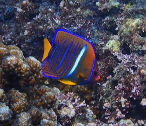 King Angelfish
