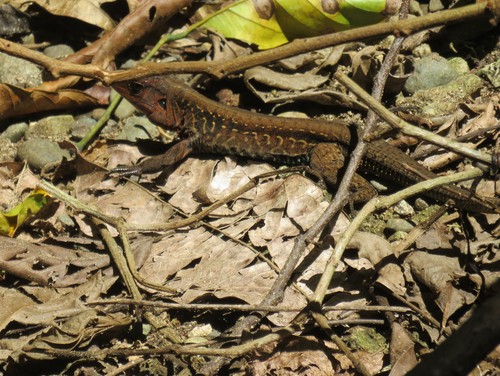 Middle American Ameiva