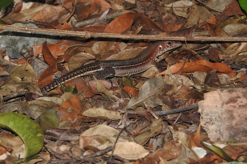 Rainbow Ameiva