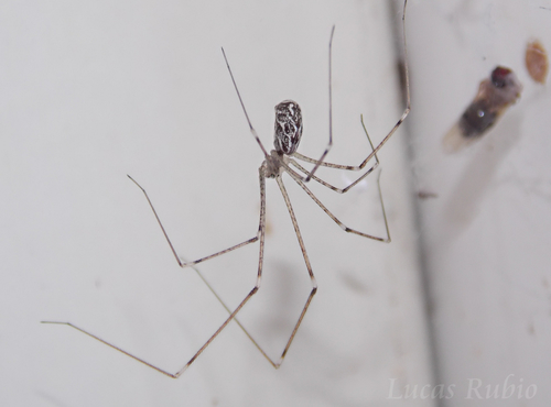 Marbled Cellar Spider