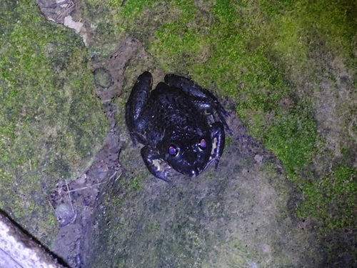East Asian Bullfrog