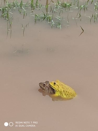 Indus Valley Bullfrog