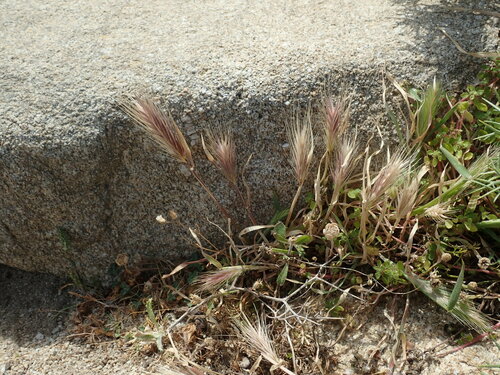 Wall barley