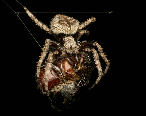 Australian Garden Orb Weaver