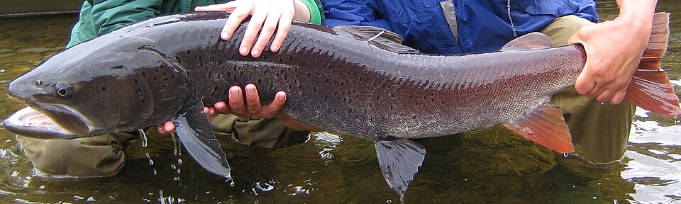 Siberian Taimen