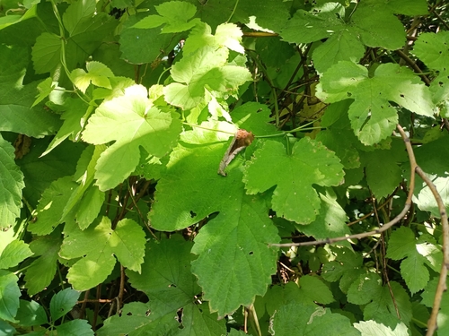 Common hops