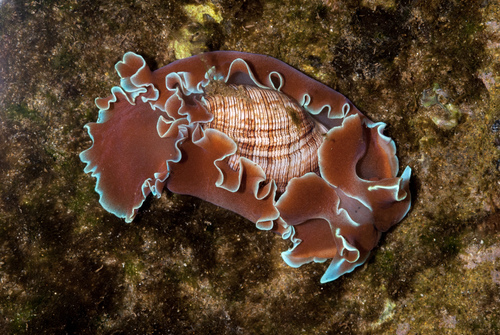 Brown-lined Paperbubble