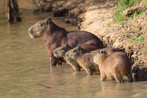Capybara