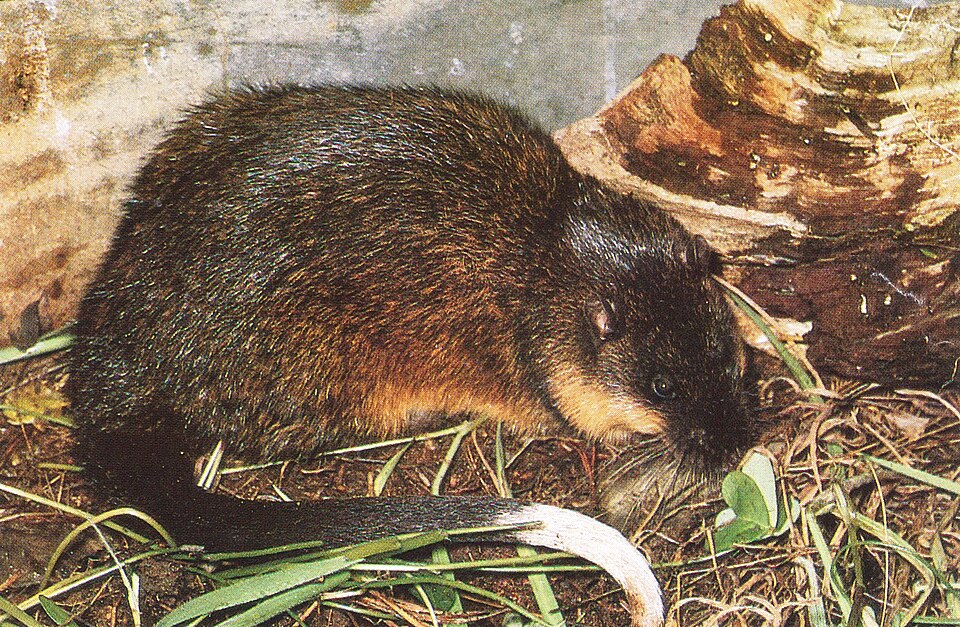 Rakali