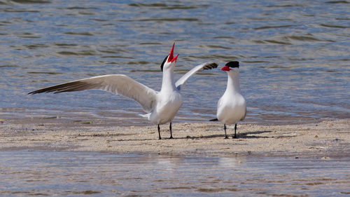 Caspian Tern