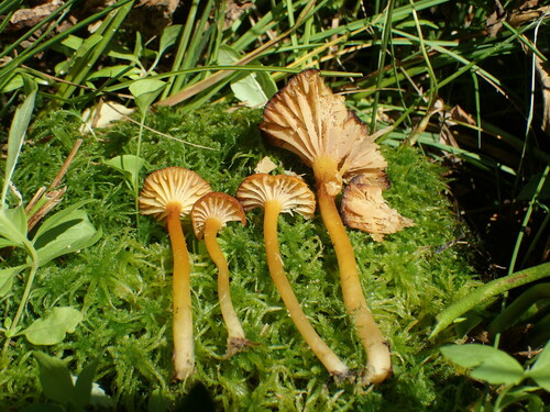 Goblet Waxcap