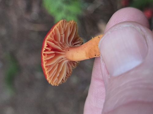 Scarlet Waxy Cap