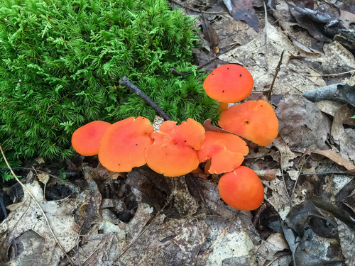 Vermilion Waxcap