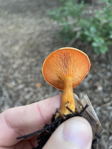 False Chanterelle