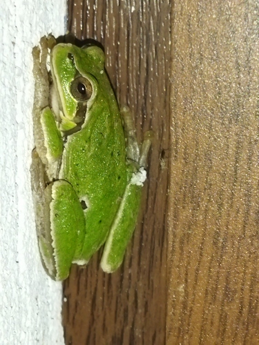 Eastern Tree Frog