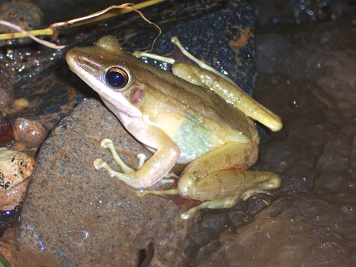 Schlegel's Frog