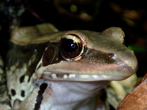 Guenther's Frog