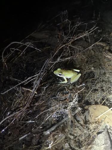 Malayan Copper-cheeked Frog