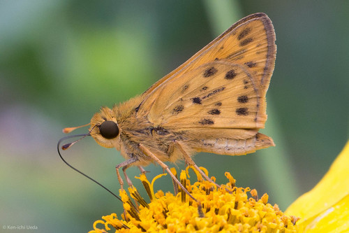 Fiery Skipper