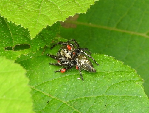 Heavy-bodied Jumper