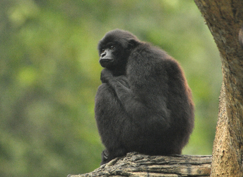 Kloss’s Gibbon