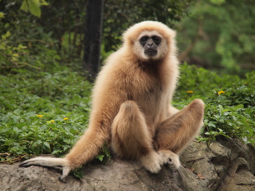 Lar Gibbon