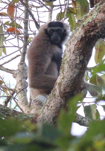 Pileated Gibbon