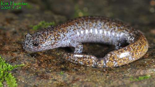 Gensan Salamander