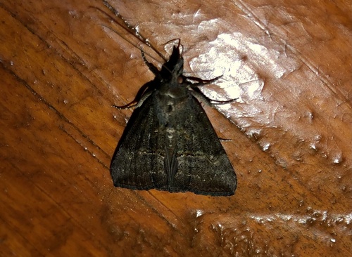 Green Cloverworm Moth