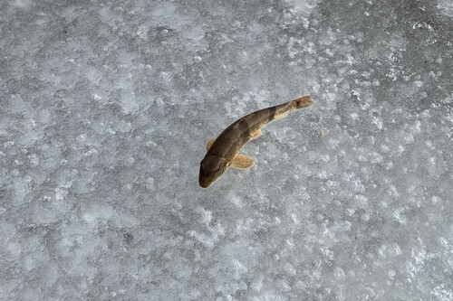Northern Hog Sucker
