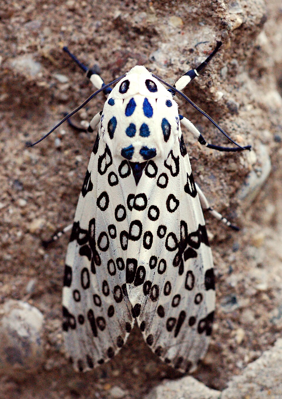 Giant Leopard Moth