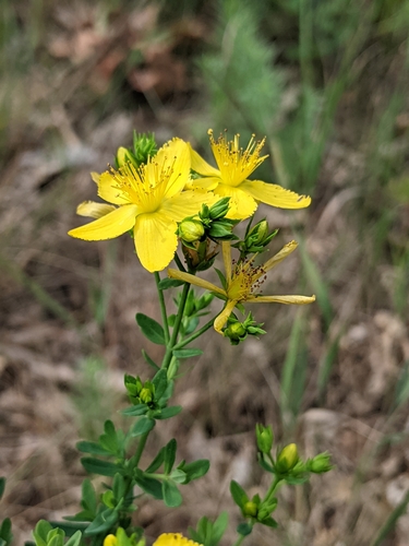 Common St. John's Wort