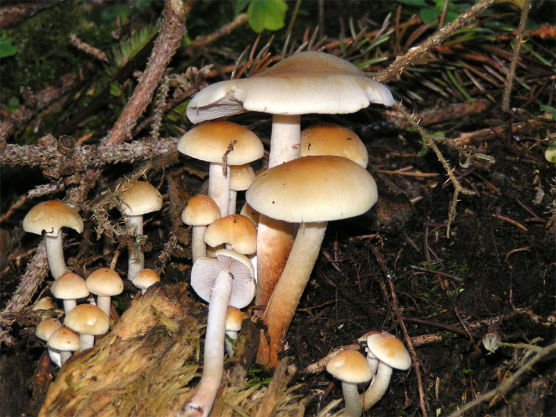 Smoky-gilled Hypholoma