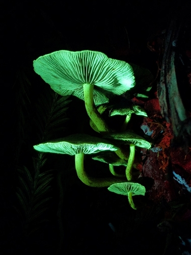 Sulphur Tuft