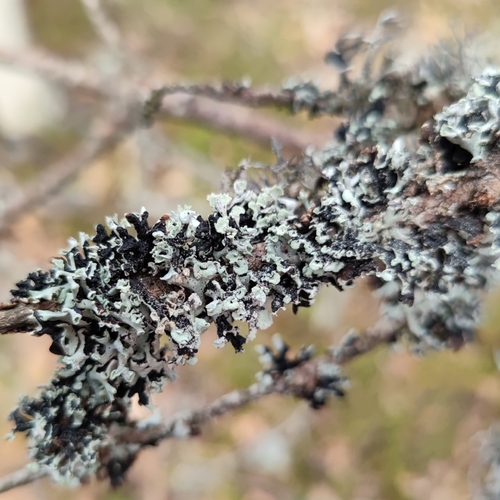 Hooded Tube Lichen