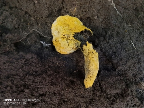Bolete mould