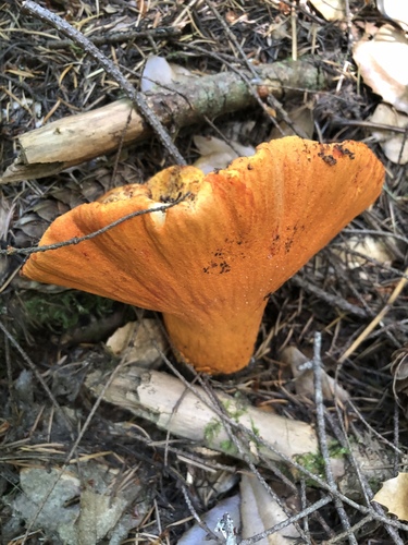 Lobster mushroom
