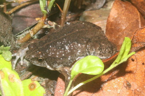 Sheep Frog